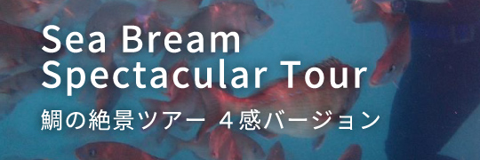 Sea Bream Spectacular Tour 鯛の絶景ツアー ４感バージョン