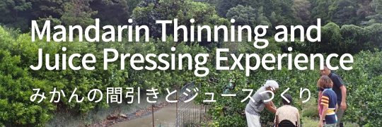 Mandarin Thinning and Juice Pressing Experience みかんの間引きとジュースづくり