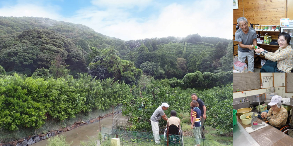 Mandarin Thinning and Juice Pressing Experience Help a local citrus farmer make delicious juice