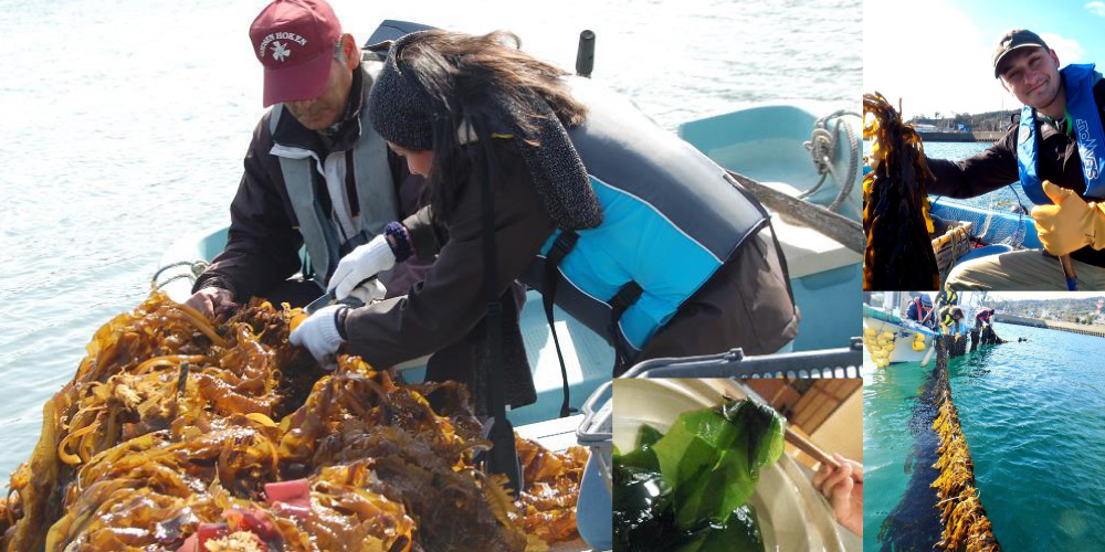 Seaweed-Cutting Experience Cut through a mountain of kelp